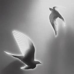 Doves, '25 on Blank Canvas